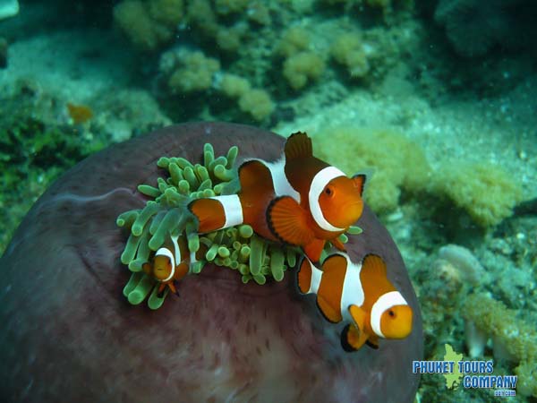 Similan Islands 2 Dives Tour